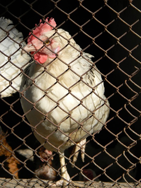 递国家精神 递国家精神