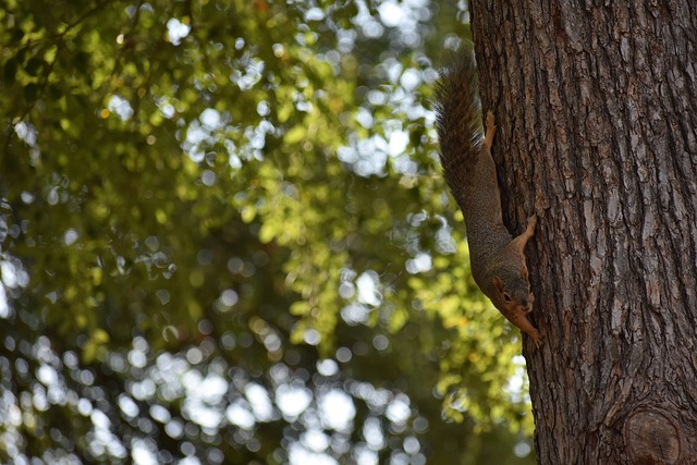 术多元化方 术多元化方